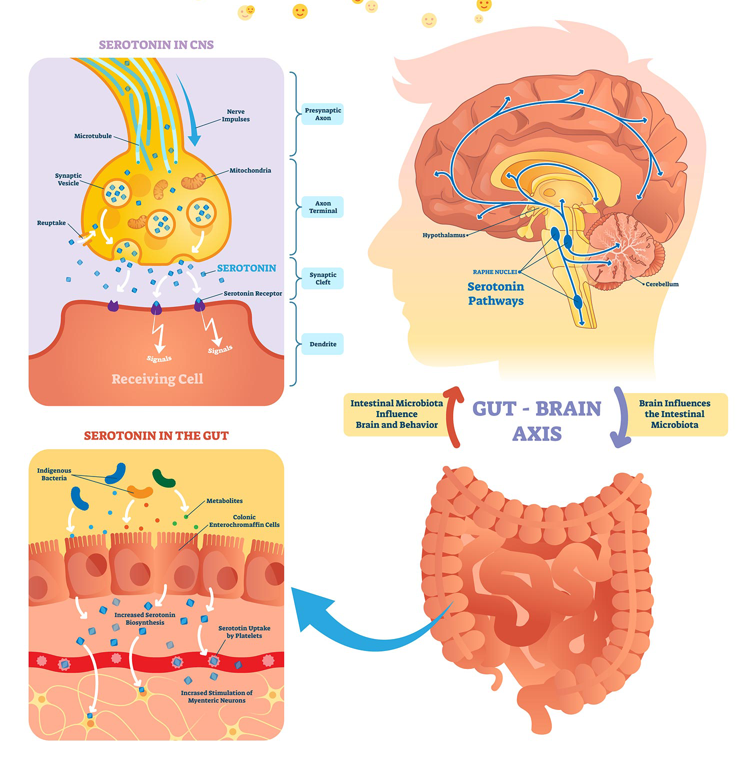Serotonin vs. Dopamine vs. Oxytocin: What’s the Difference?
